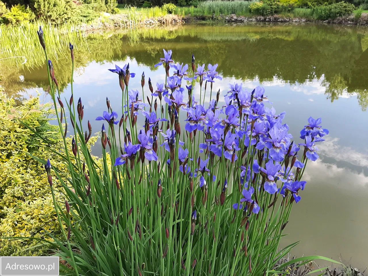 Działka budowlana Łąck, ul. Miodowa. Zdjęcie 4