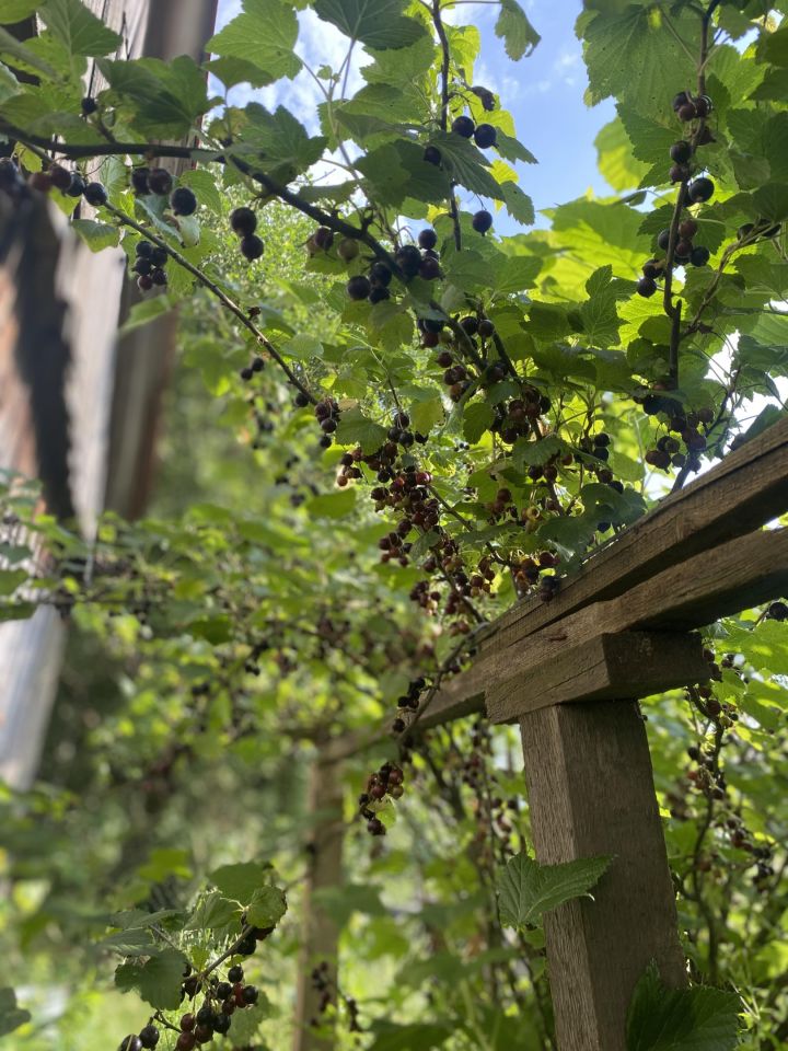 dom wolnostojący, 3 pokoje Ochrymy. Zdjęcie 19