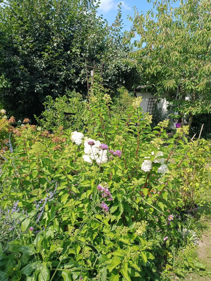 Działka rekreacyjna Wrocław Bierdzany, ul. Nizinna. Zdjęcie 11