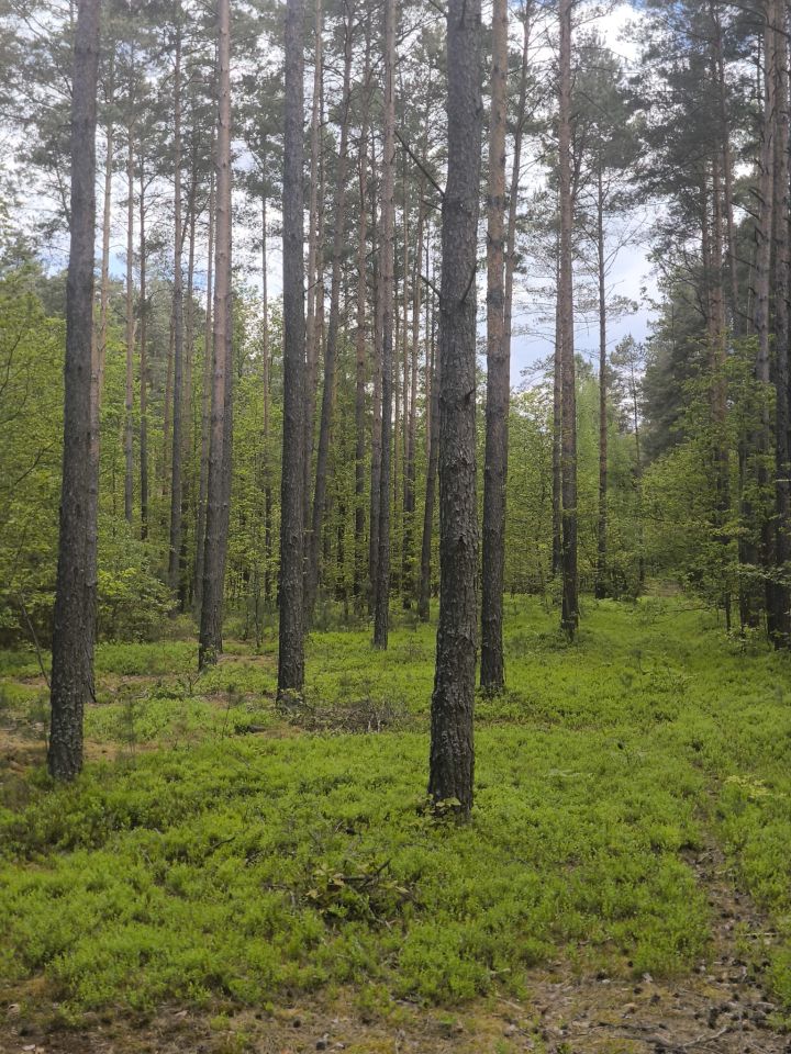 Działka leśna Stanowiska. Zdjęcie 3