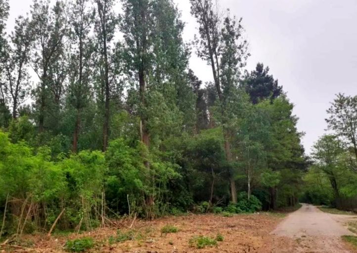 Działka budowlana Borzymów. Zdjęcie 4