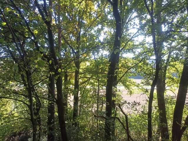 Działka leśna Kalina Wielka Kalina-Wysiołek. Zdjęcie 1