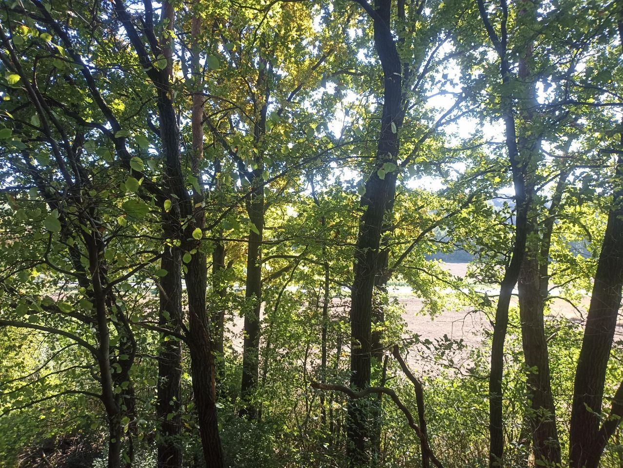 Działka leśna Kalina Wielka Kalina-Wysiołek