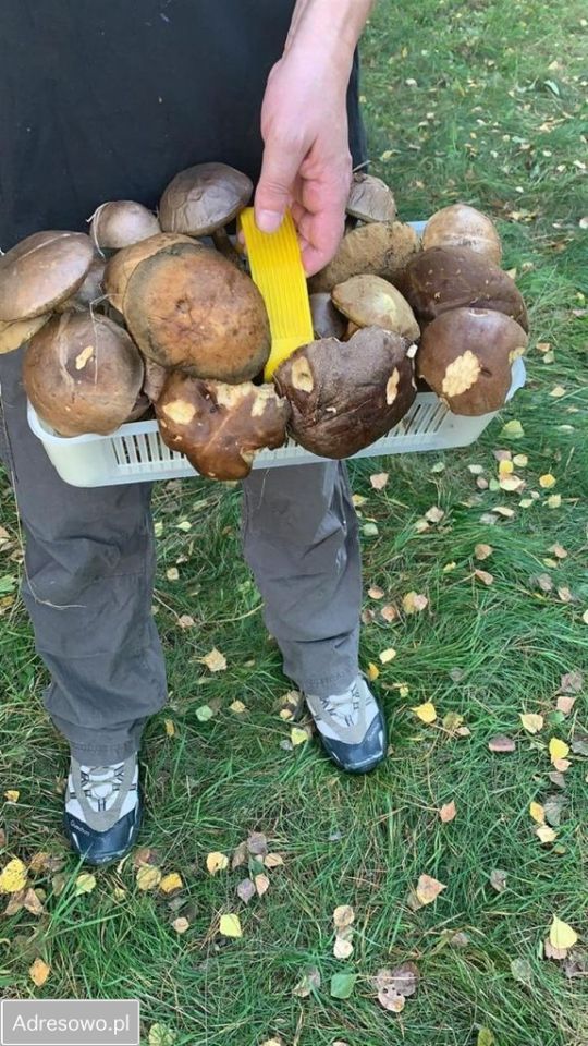 Działka budowlana Stanięcice. Zdjęcie 4