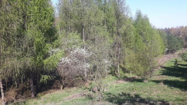 Działka leśna Ryczówek. Zdjęcie 1