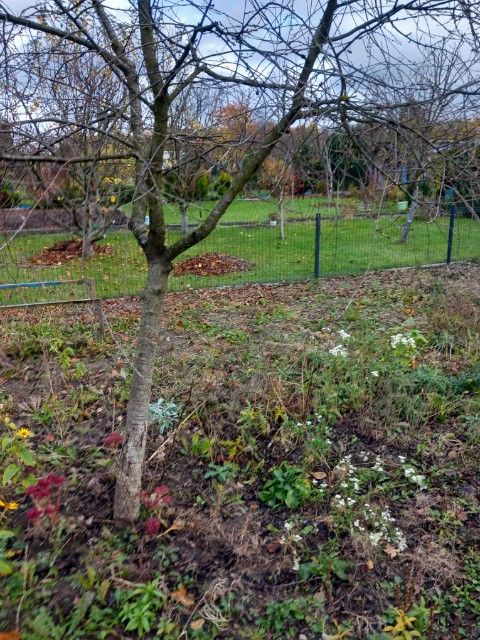 Działka rod Elbląg Dębice, ul. Królewiecka. Zdjęcie 10