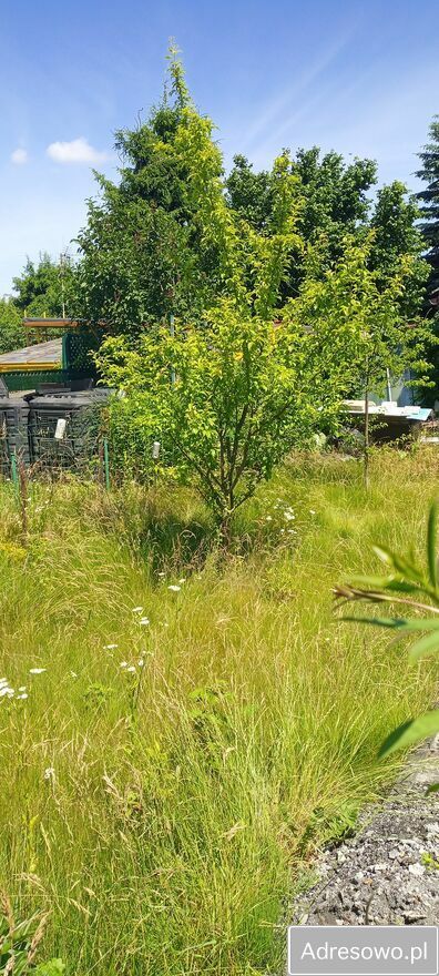 Działka rod Toruń. Zdjęcie 2