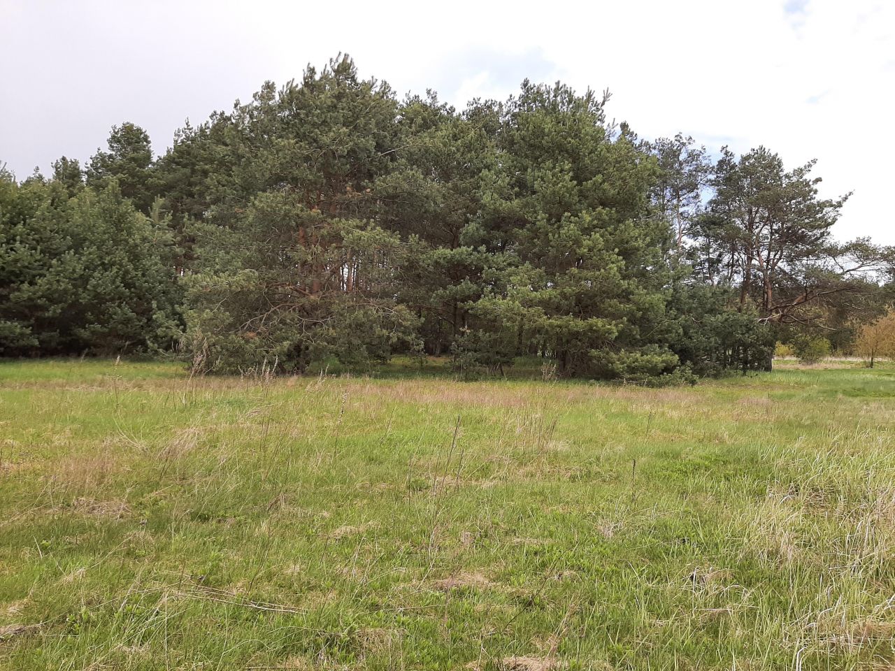 Działka rolna Popielżyn-Zawady. Zdjęcie 8