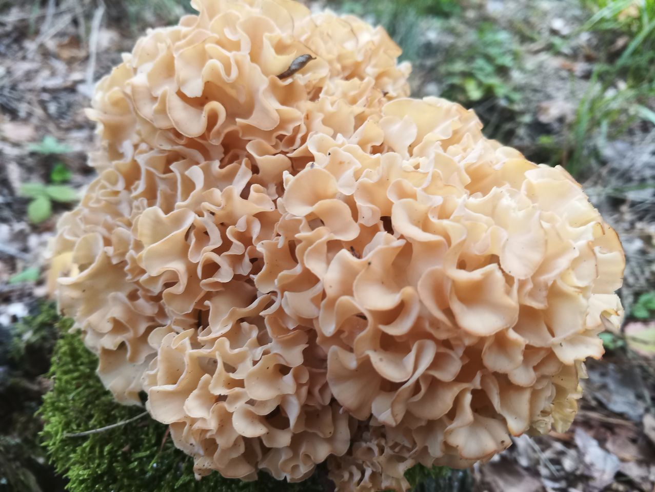 Działka leśna Konopaty. Zdjęcie 13