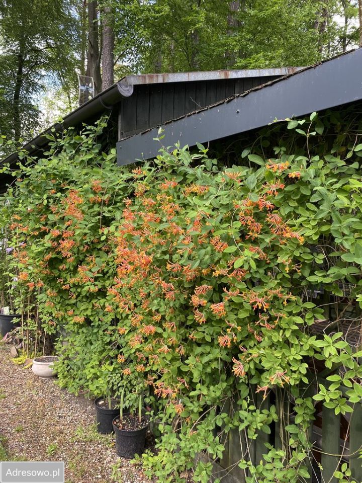 dom wolnostojący, 2 pokoje Cieszyno. Zdjęcie 8