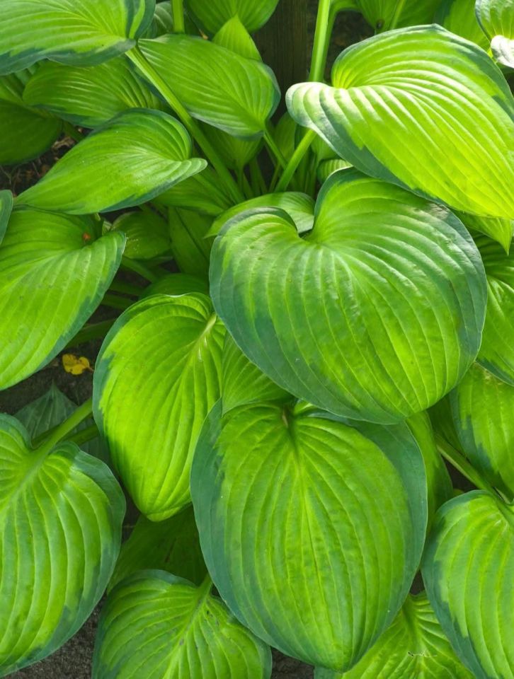 Działka rod Łódź Stare Polesie, ul. Janusza Kusocińskiego. Zdjęcie 6