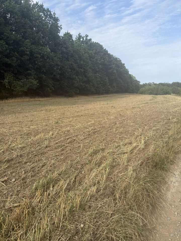 Działka budowlana Roztocznik Dobrocinek. Zdjęcie 3