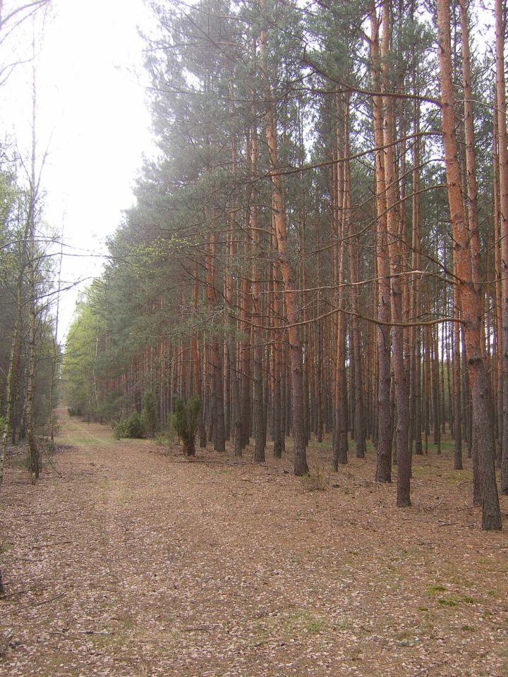 Działka leśna Duninów Duży. Zdjęcie 5