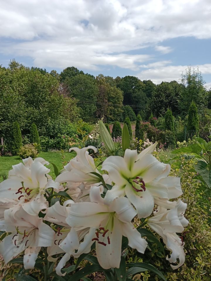 dom wolnostojący, 8 pokoi Radostów Średni, Radostów Średni. Zdjęcie 8