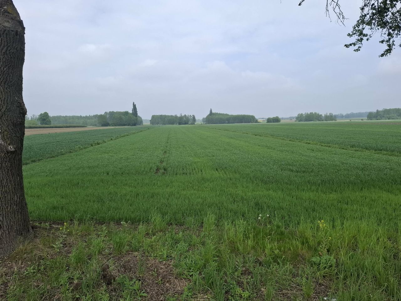 Działka rolna Krzesk-Majątek. Zdjęcie 5