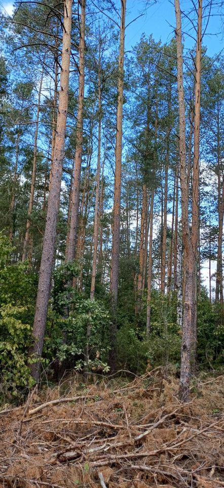 Działka leśna Rutki-Nowiny. Zdjęcie 6