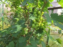 Działka rod Nysa, ul. Władysława Jagiełły. Zdjęcie 4