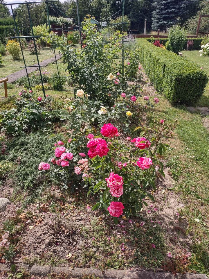 Działka rod Rzeszów Załęże, ul. Ciepłownicza. Zdjęcie 6