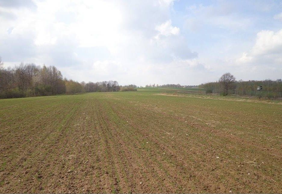 Działka rolna Chobanin. Zdjęcie 1