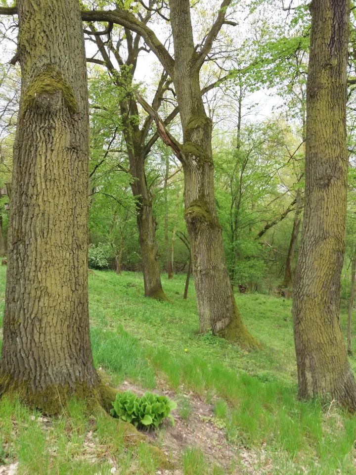 Działka budowlana Józefów Dębinka, ul. Daleka. Zdjęcie 10