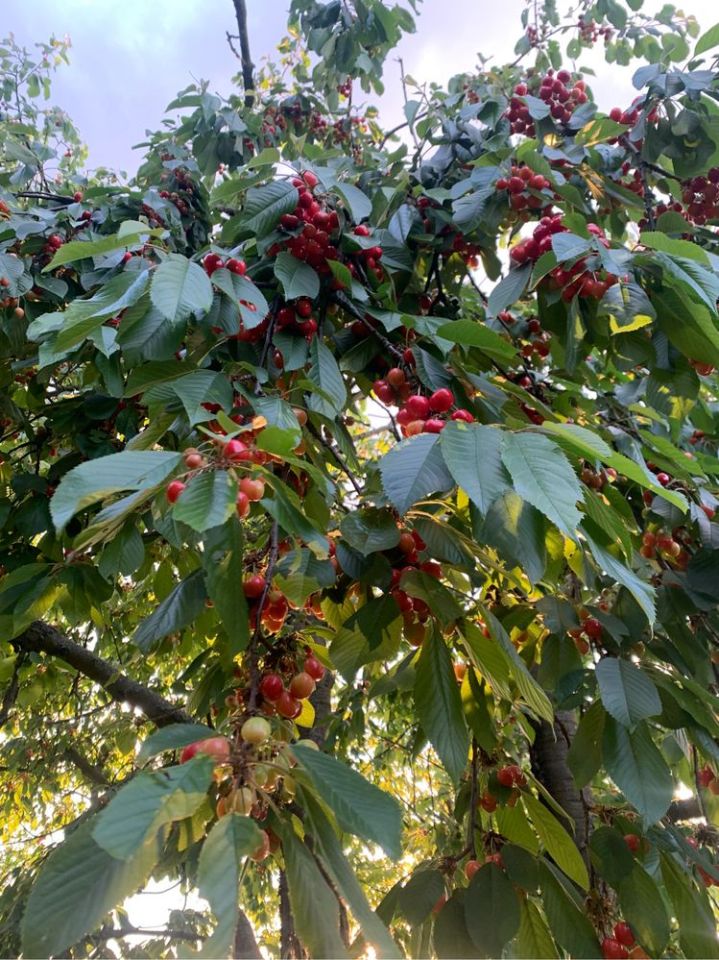 Działka rod Gdańsk Orunia. Zdjęcie 8