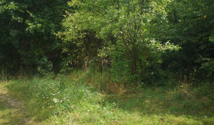 Działka Bukówno Śliwiny