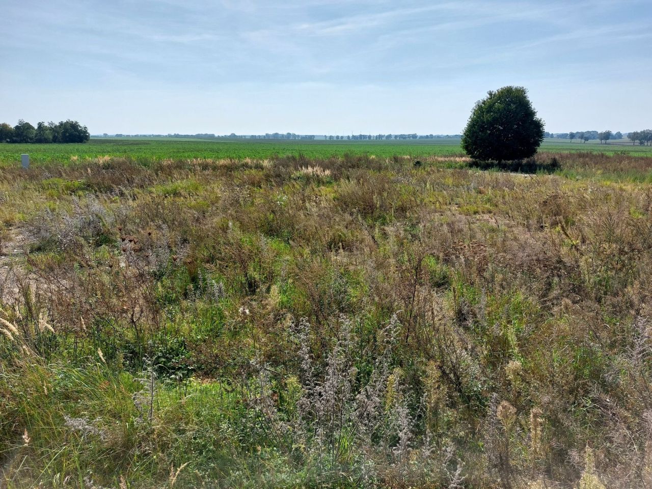 Działka budowlana Witkowo Pierwsze. Zdjęcie 6