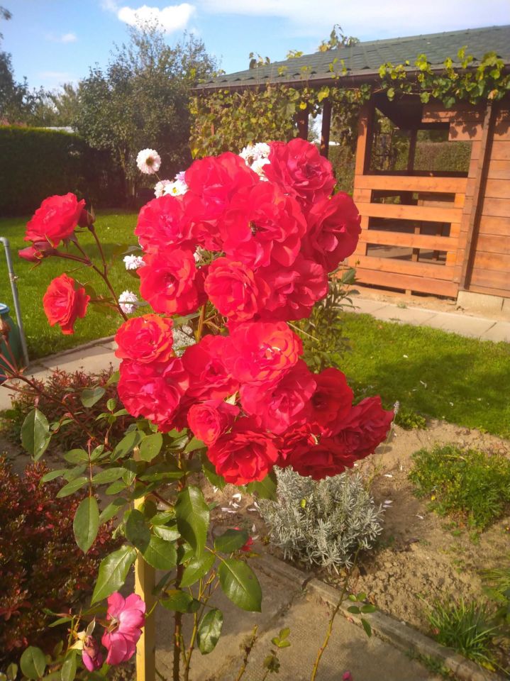 Działka rod Nowy Sącz, ul. Ogrodowa. Zdjęcie 4