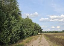 Działka leśna Brody, ul. Kwiatowa. Zdjęcie 1