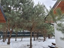 dom wolnostojący, 4 pokoje Żółwin. Zdjęcie 2