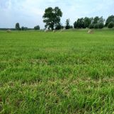 Działka rolna Brudzewice. Zdjęcie 2