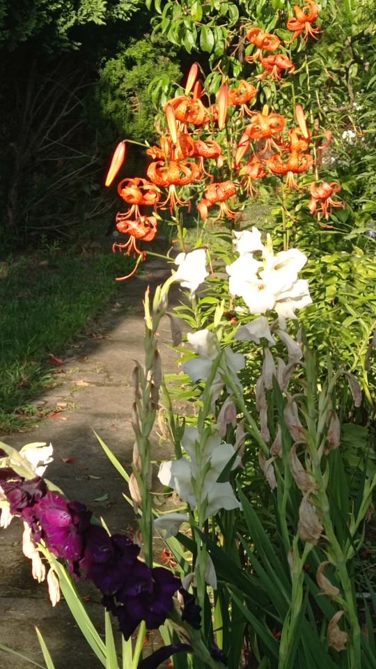 Działka rod Pleszew, ul. Bałtycka. Zdjęcie 2