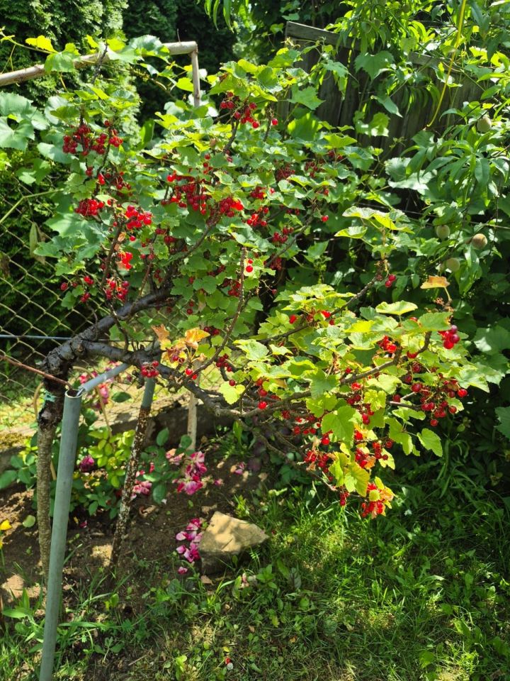 Działka rod Będzin Górki Małobądzkie. Zdjęcie 5