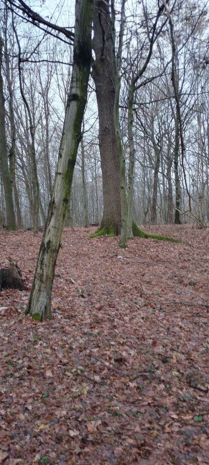Działka leśna Osobnica Wiśniówki. Zdjęcie 4