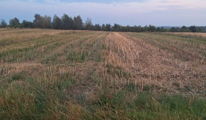 Działka budowlana Godów