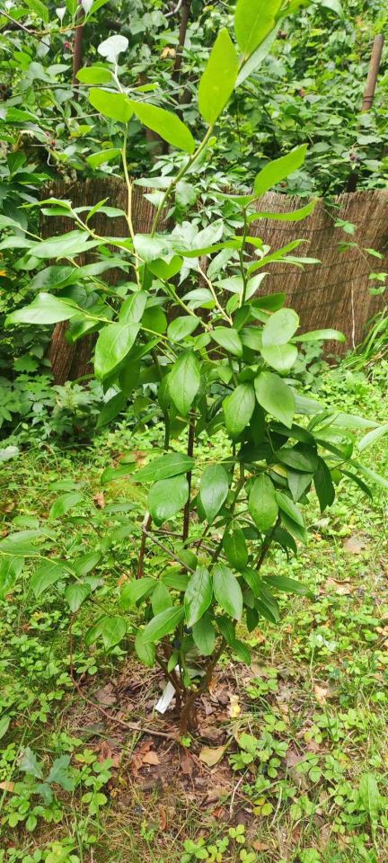 Działka rod Warszawa Mokotów, ul. Racławicka. Zdjęcie 14