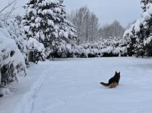 Działka budowlana Jaworze Jaworze Górne, ul. Zawilcowa. Zdjęcie 3
