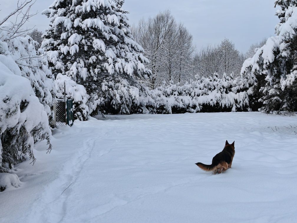Działka budowlana Jaworze Jaworze Górne, ul. Zawilcowa. Zdjęcie 4