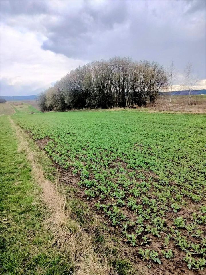 Działka rolna Niechobrz. Zdjęcie 2