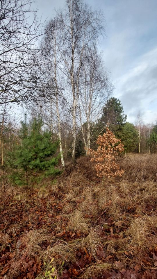 Działka budowlana Różnowo. Zdjęcie 6