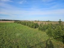 Działka budowlana Brzeziny. Zdjęcie 2