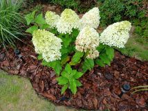 Działka rod Stefanowo, ul. Ułanów. Zdjęcie 2