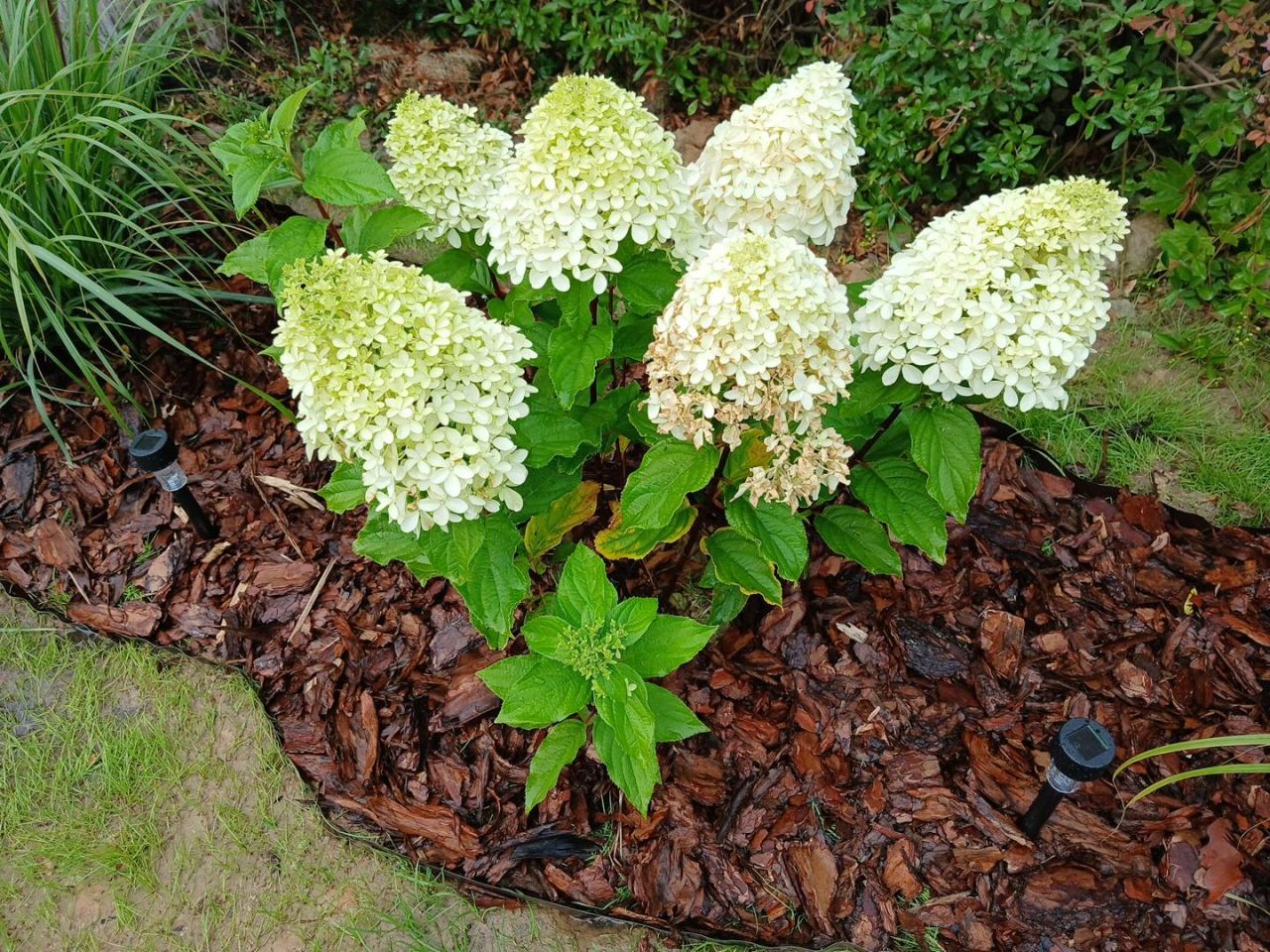 Działka rod Stefanowo, ul. Ułanów. Zdjęcie 3