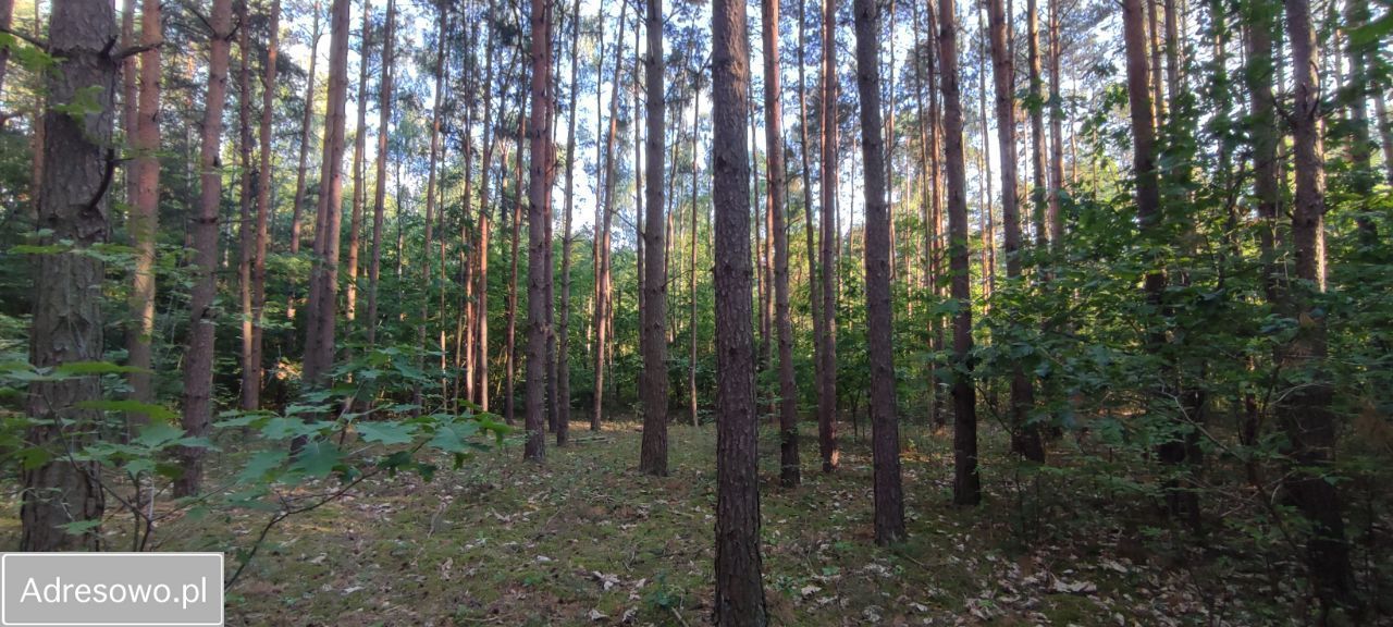 Działka budowlana Olszanka. Zdjęcie 2