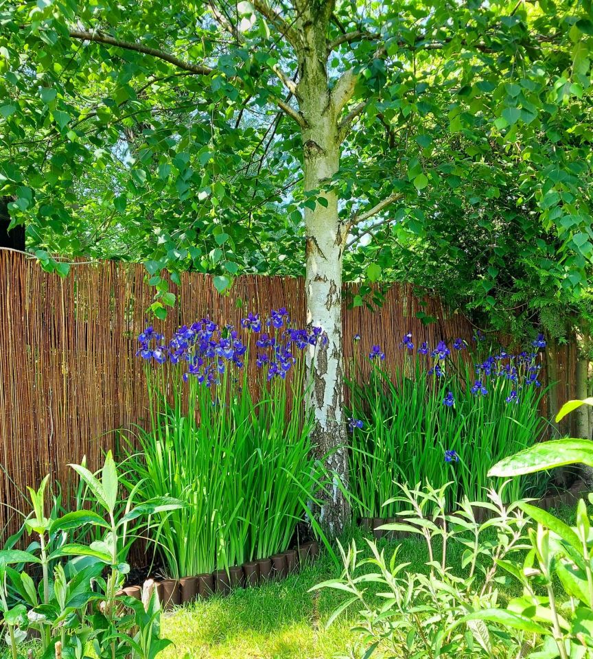 Działka rod Szczecin Gumieńce, ul. Ku Słońcu. Zdjęcie 7