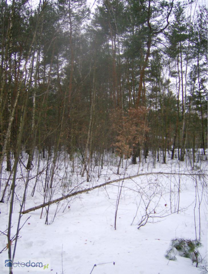 Działka inwestycyjna Adamów-Wieś, ul. Puszczyka. Zdjęcie 4