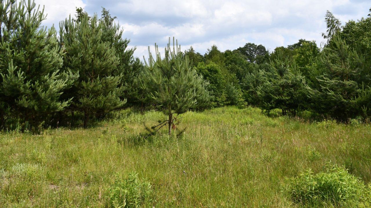 Działka inwestycyjna Szczaki, ul. Łanowa. Zdjęcie 10