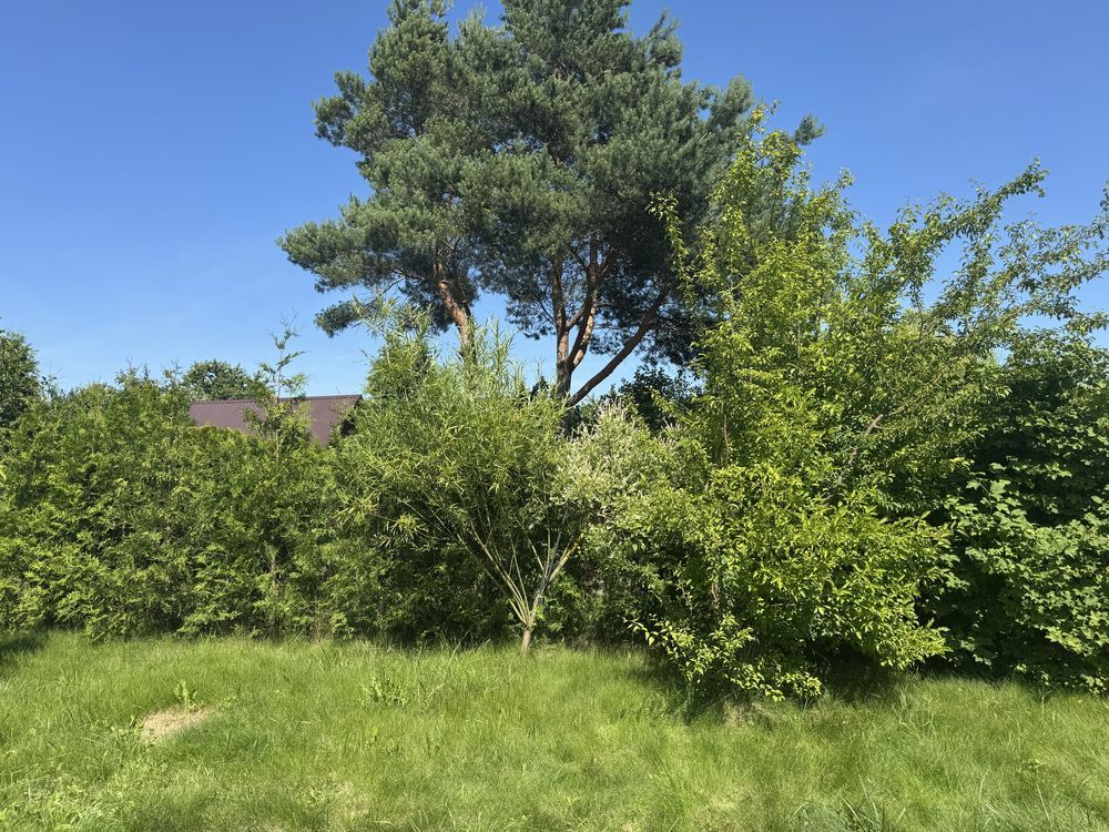 Działka rod Racibórz. Zdjęcie 6