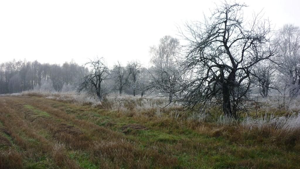 Działka rolno-budowlana Dłużew. Zdjęcie 2