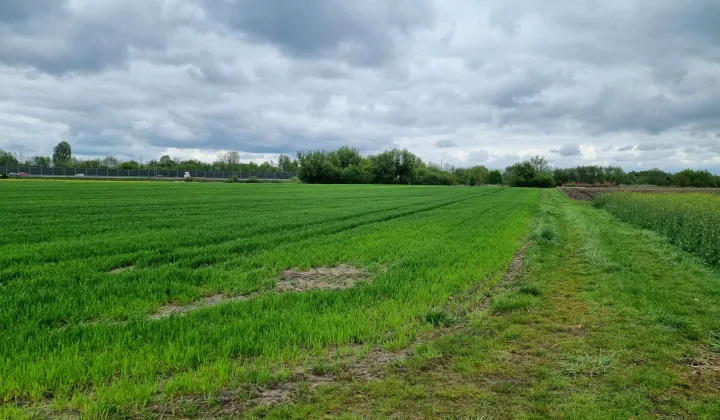 Działka rolna Żuków